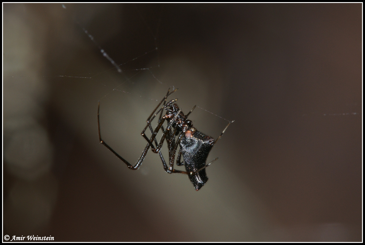 Neospintharus sp.  e Argyrodes sp.?